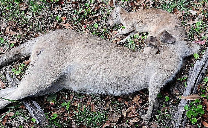 =The mass shooting of kangaroos at Booral is under investigation. =The mass shooting of kangaroos at Booral is under investigation.